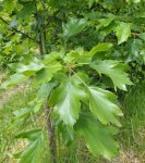 feuilles d'alisier torminal (Sorbus torminalis)