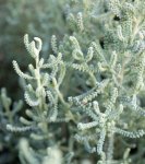 santoline faux-cyprès (Santolina chamaecyparissus)