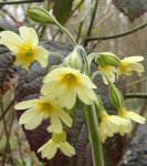 primevère élevée (Primula eliator)