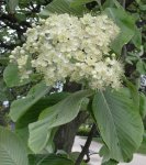 allouchier (Sorbus aria), floraison, fin avril