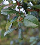 cognassier du Japon (Chaenomeles japonica) : feuillage