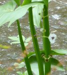 inflorescence de la sagittaire
