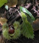 bogue et feuilles de châtaignier (Castanea sativa)