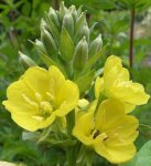 onagre (Oenothera biennis)