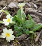 primevère acaule (Primula vulgaris)