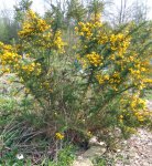 ajonc (Ulex europaeus)
