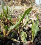 pointement de la patiente (Rumex patienta)