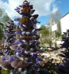 bugle rampante (Ajuga reptans 'Atropurpurea') en fleurs, variété horticole à grandes fleurs