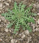 rosette de chicon ou chicorée-endive (Cichorium intybus)