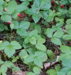 fraisier des bois (Fragaria vesca)