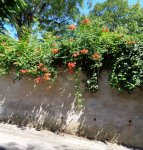 bignone (Campsis grandiflora)