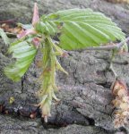fleur femelle de charme (Carpinus betulus) et fleur mâle fanée