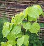 tilleul à petites feuilles (Tilia cordata) : jeune feuillage