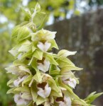 épipactis à larges feuilles (Epipactis hellerobine)
