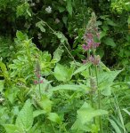 épiaire des bois (Stachys sylvatica)
