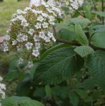 viorne mancienne (Viburnum lantana) en fin de floraison