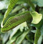 scolopendre (Phyllitis scolopendrium / Asplenium scolopendrium)