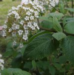viorne mancienne (Viburnum lantana) en fin de floraison