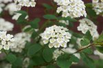 spirée de Van Houtte (Spiraea × vanhouttei)