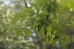 fructification en formation, frêne (Fraxinus excelsior)