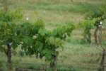 vigne (Vitis vinifera)
