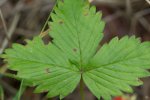 feuille de fraisier des bois (Fragaria vesca)