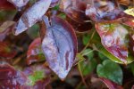 feuillage d'épimède (Epimedium pinnatum)