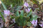 dent-de-chien (Erythronium dens-canis) en floraison