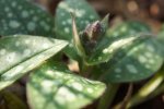 pulmonaire (Pulmonaria officinale) : bouton floral