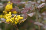 mahonia (Mahonia aquifolium) : floraison