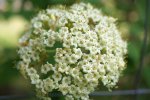 viorne mancienne (Viburnum lantana) : inflorescence