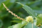 chataignier (Castanea sativa)
