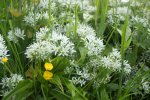 ail des ours (Allium ursinum)