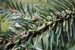 sapin pectiné (Abies alba)