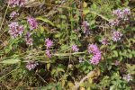 petite centaurée (Centaurium erythraea) et origan
