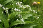 ail des ours (Allium ursinum)