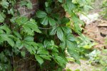 vigne vierge (Parthenocissus quinquefolia)