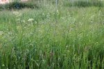 dactyle aggloméré (Dactylis glomerata) avec houlque laineuse (Holcus lanatus) sur le devant