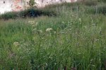 dactyle aggloméré (Dactylis glomerata)