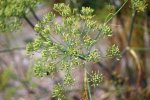 fenouil (Foeniculum vulgare) : graines en formation