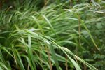 laiche pendante (Carex pendula)