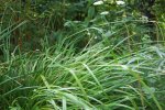 laiche pendante (Carex pendula)
