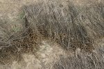 lin (Linum usitatissimum) après fauchage