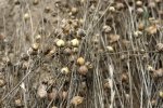 lin (Linum usitatissimum) en fruit