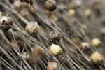 fructification du lin (Linum usitatissimum)