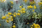 santoline faux-cyprès (Santolina chamaecyparissus)