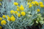 santoline faux-cyprès (Santolina chamaecyparissus)