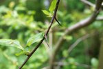 épine de l'aubépine à feuille de prunier (Crataegus prunifolia)
