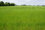 champ de lin (Linum usitatissimum) encore en bouton