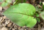 pulmonaire (Pulmonaria officinale) : feuille